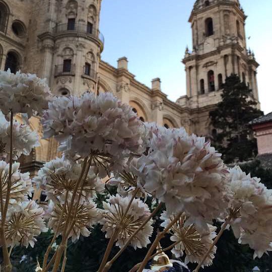 Biznaga, the flower of Málaga