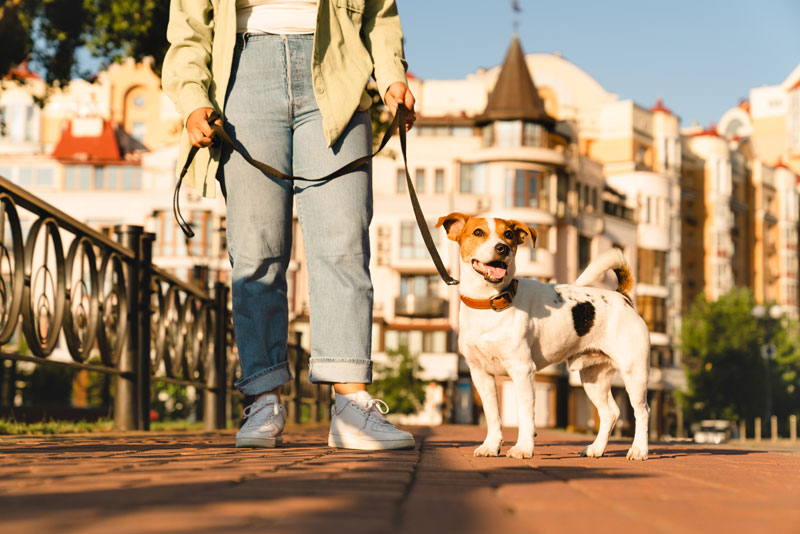 mejores planes con perros en Málaga