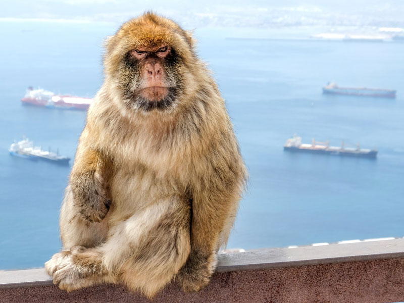 Excursión a Gibraltar desde Málaga