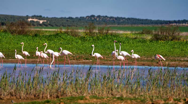 Visitar la Laguna de Fuente Piedra con niños en Málaga